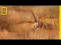 Cheetah Cubs' Survival Lessons