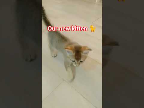 our new kitten 😄 #music #cat #catlovers #hongkong #catlove #catnaughty #love  #angakingawitaypagibig