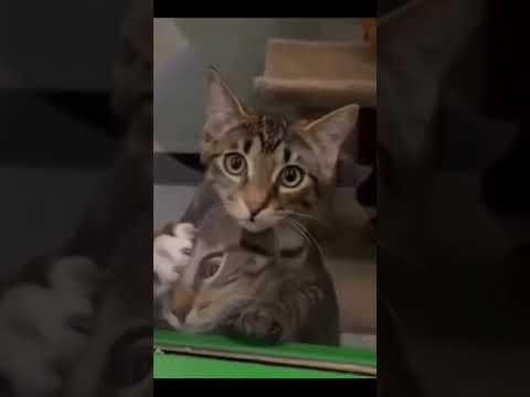 СЛУЧАЙ В ПРИЮТЕ #кот