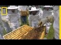 Understanding Honeybees and Their Role in the Ecosystem