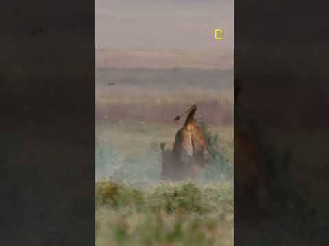 When the wild hits harder than the bass.