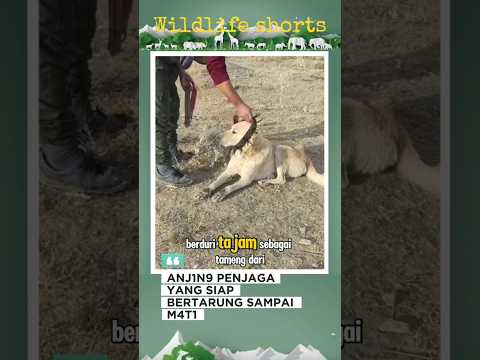 PENGORBANAN 4NJ1NG PENJAGA TERNAK #animals #animallife #trending #wildlife #shorts
