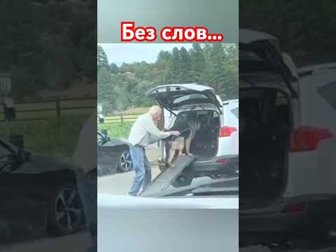 Это простое видео говорит о многом... #собака #любовь #топ #шортс #музыка