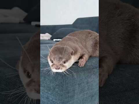 新居7日目のカワウソコタロー