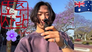 호주 보라색 벚꽃 자카란다 Purple Cherry Blossoms in Brisbane Australia Jacaranda Vlog