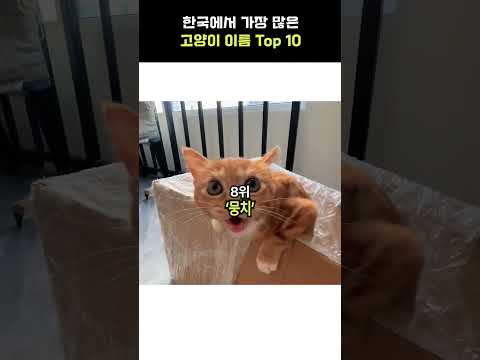 이 중에 아는 고양이 있나요?