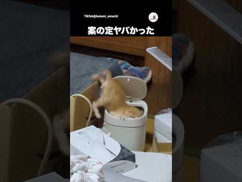 子猫の落下危機！ハラハラドキドキの瞬間を動画で紹介 サムネイル