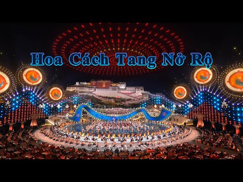 Hoa Cách Tang Nở Rộ