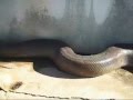 Verdens største slange