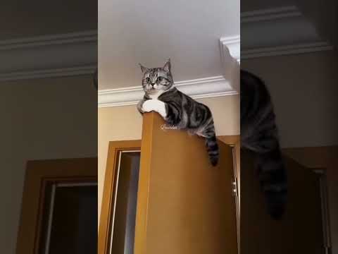 cute she bebu  trending ??? short video my vlog