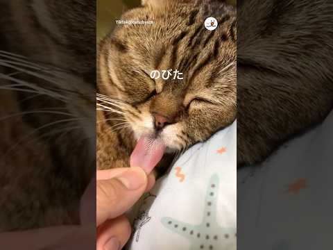 猫の舌が伸びる瞬間とその魅力について解説 サムネイル