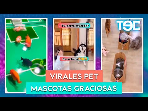 VIRALES: MASCOTAS GRACIOSAS