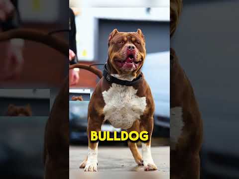 Most Dangerous Dog breeds #dangerous #dangerousdogbreeds #kangal #facts #petshub #dogbreed #foryou