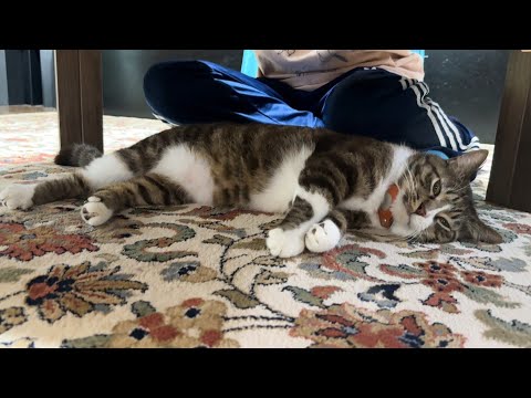 猫のポン太が溶けた訳