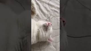 Cách giúp mèo ngủ ngon 🤭