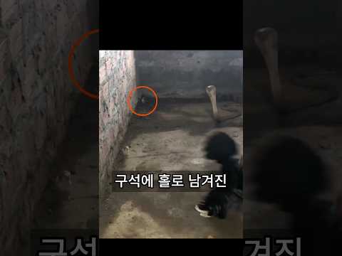 뱀이 병아리를 습격하자 어미의 행동 ㄷㄷ