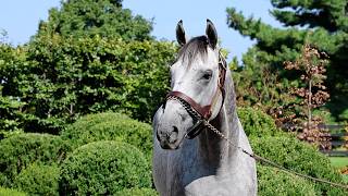 Stallion Insights: Arrogate's Legacy Endures with Arcangelo