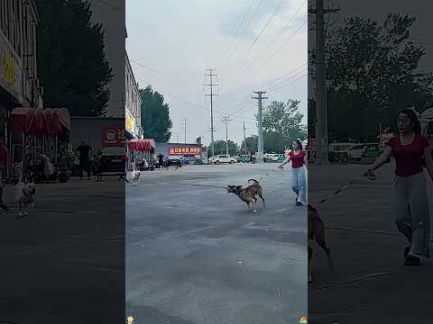 Dont take chances eash your dog 😂🤣🐶#funny #funnyprank #funnyvideo #prankvideo #fypyoutube #dog