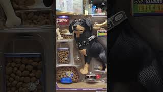 【愛犬カカオ】フィギュアにしてみた！あれ！めっちゃかっこいい⁉️これ欲しい！【雪乃うさぎAI加工】 #愛犬 #おもしろい ＃癒し