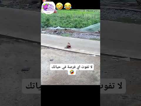 🔔 ❣️🌹لاتنسون الاشتراك بالقناة ولايك  فديتكم يااحلى متابعي#2025 »