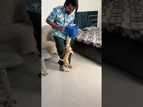 Puppy ka gift 🎁 #shorts  #pets  #vlog  #dog  #hearttouching #minivlog #gift
