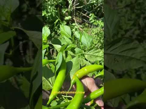 Orange Thai chili pepper plants ROCK in October!