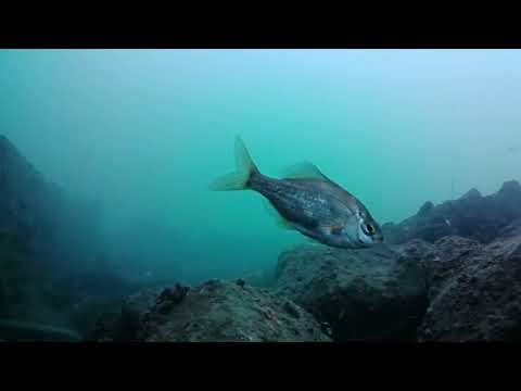 カメラ停止中に水中カメラUPするかも(試し投稿)