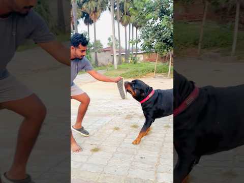 Watch Rottweiler Max’s Intense Aggression😱|Most Powerful Guard Dog Reaction! #rottweiler #agressive