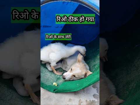Baby Dog की जिंदगी और मृत्यु के बीच रिओ के साथ जेरी ! #youtubeshorts #petsvlog #jerry