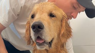 Goldens Have A Bath But Are Not Impressed 