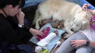 She is fighting to Giing Birth to beutiful puppies  A Breeder’s Hardest Moment live!