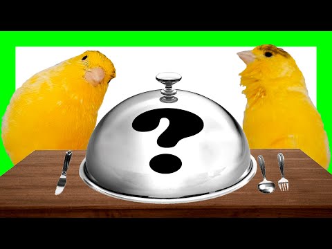 🔴 Qué Puede COMER un CANARIO? ✅ Y qué NO ❌