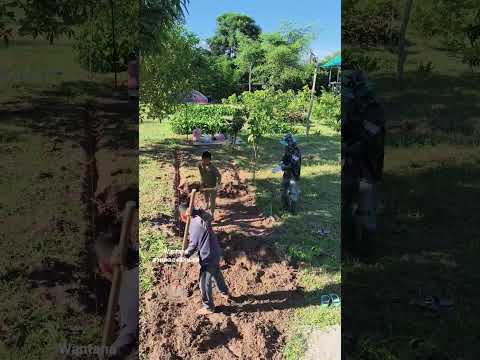 ช่วยพ่อขุดคลองลอกหน้าดิน.. #ขุดคลองไส้ไก่ #กิจกรรมวันหยุด #กิจกรรมครอบครัว #nature #canal