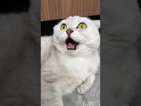 🥲 #cats #cat
