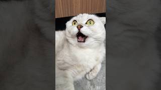🥲 #cats #cat