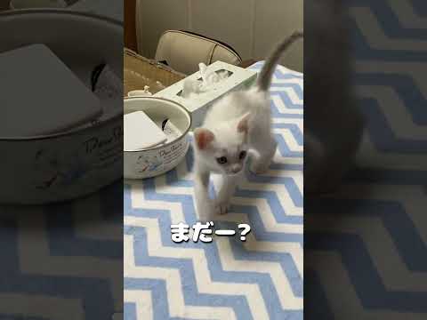 「ご飯！」と呼ぶとダッシュで駆けつけてくる赤ちゃん猫が可愛い