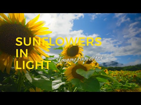 SUNFLOWERS IN LIGHT【矢巾町煙山ひまわりパーク】