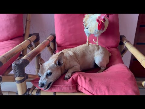Pinscher fica bravo com seu amigo ￼