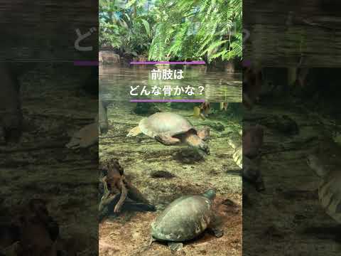 猫の動画サムネイル - ブタバナガメ　前肢の骨