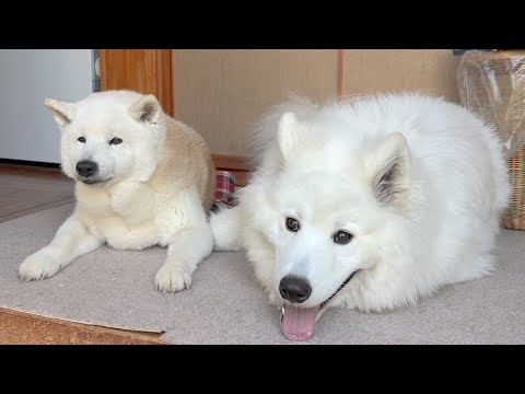犬の動画サムネイル - 可愛さ全開で兄を仕事に行かせない柴犬とお祭り騒ぎでお出迎えするサモエド