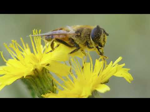 Música relaxante com sons da natureza