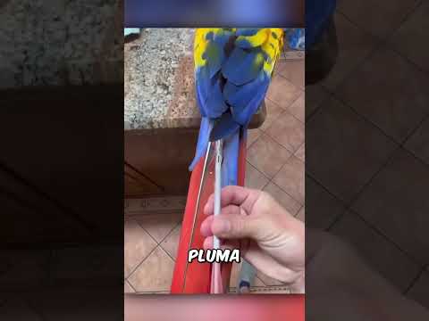 Ojalá nunca hubiera sabido esto. #animals #shorts  #loros