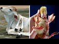 Unique Animal Mutations and Records