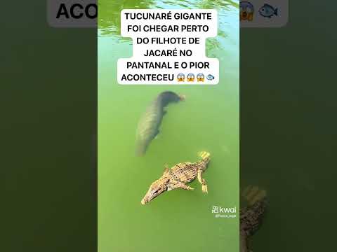 O peixe gigante pescou o jacaré #shorts