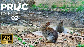 PRLIC (P2) ▪ Coelho-bravo ▪ Zona de Caça de Mértola (2K c/ AUDIO)