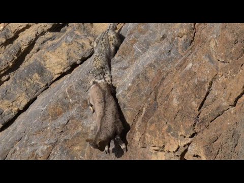 Snow Leopard Hunts Ibex in the MOST DANGEROUS Cliff Chase!