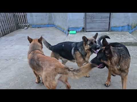 Two brides for Jason. Beautiful German Shepherds. Odessa. Ukraine.