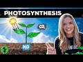 Exploring the Role of Photosynthesis in Ecosystems