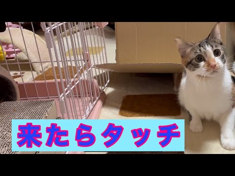 來たらタッチ 674