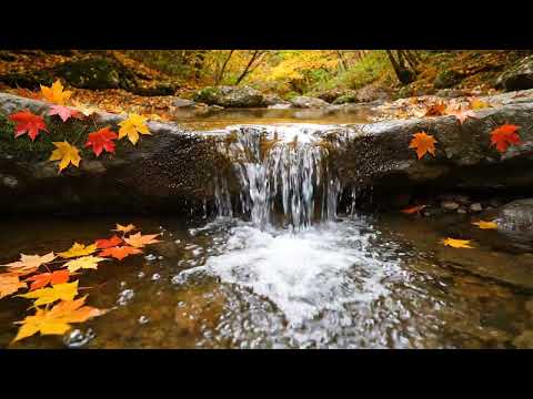 Japanese Garden Spa Corner (2H40M) — Calm Water Ambience | Study Work Sleep